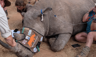 South Africa Injects Radioactive Material Into Rhino Horns to Thwart Poachers in Groundbreaking Anti-Trafficking Campaign Rhisotope Project
